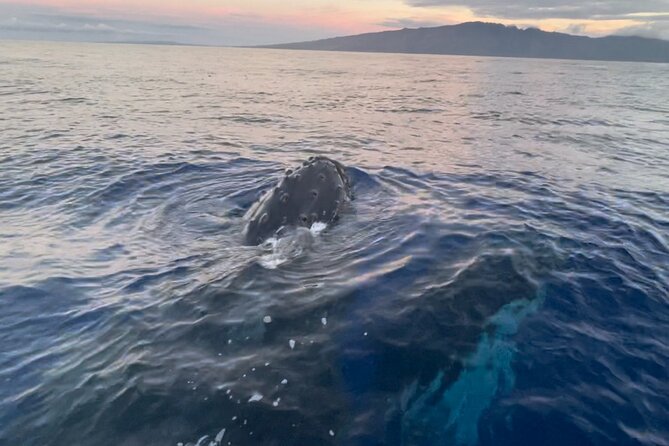 Whale Watch and Scenic Tour from Kayak - Whale season from December through April