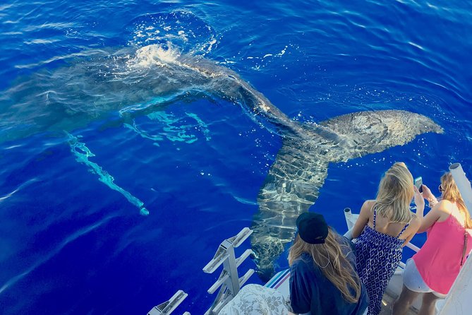 Whale Watch and Turtles Snorkel - Key things to know before you book