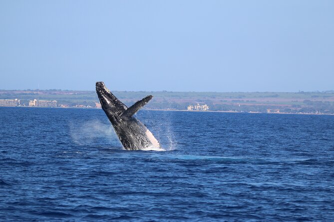 Whale Watch and Turtles Snorkel - Open bar after snorkeling