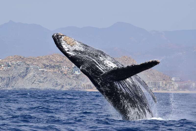 Whale Watch Cabo: Group Whale Watching Tour - FREE photos - Key things to know before you book