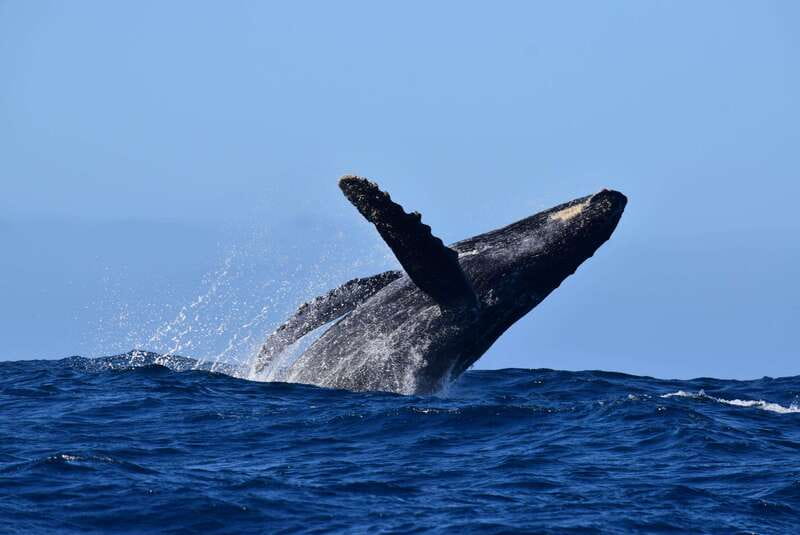 Whale Watch Cabo: Group Whale Watching Tour - FREE photos - Why the marine biologist matters on this Cabo boat trip