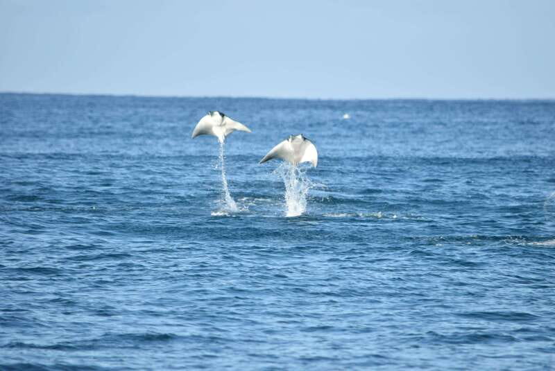 Whale Watch Cabo: Group Whale Watching Tour - FREE photos - What two and a half hours feels like on the water