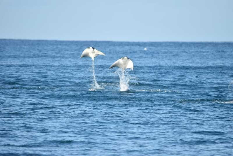 Whale Watch Cabo: Group Whale Watching Tour - FREE photos - The wildlife you might see