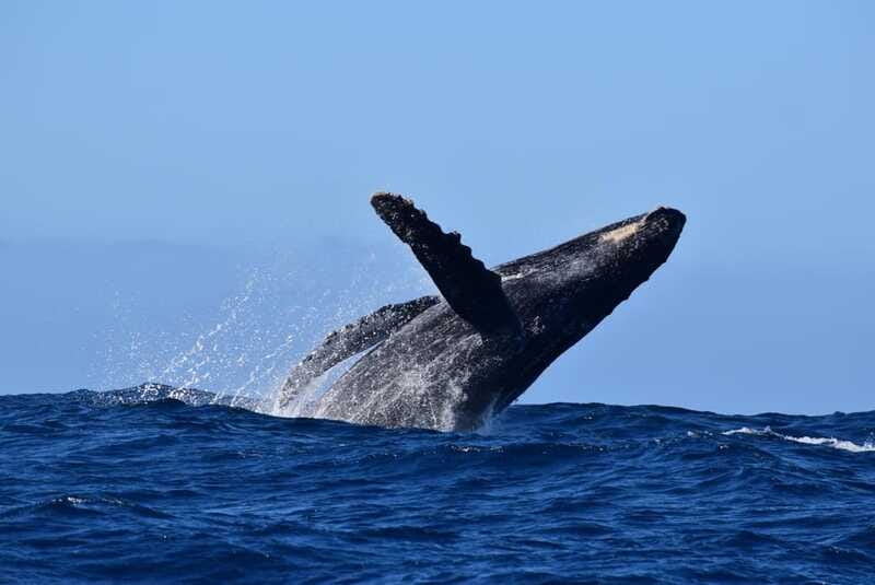 Whale Watch Cabo: Group Whale Watching Tour - FREE photos - Free photos, with no camera duty