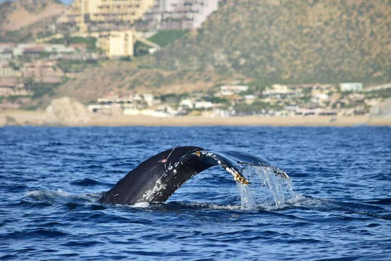Whale Watch Cabo: Group Whale Watching Tour - FREE photos - From Plaza Bonita to the Arch