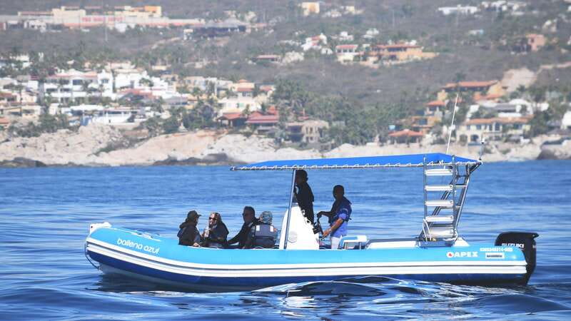 Whale Watch Cabo: Zodiac Whale Adventure - FREE Photos - Key points to know before booking