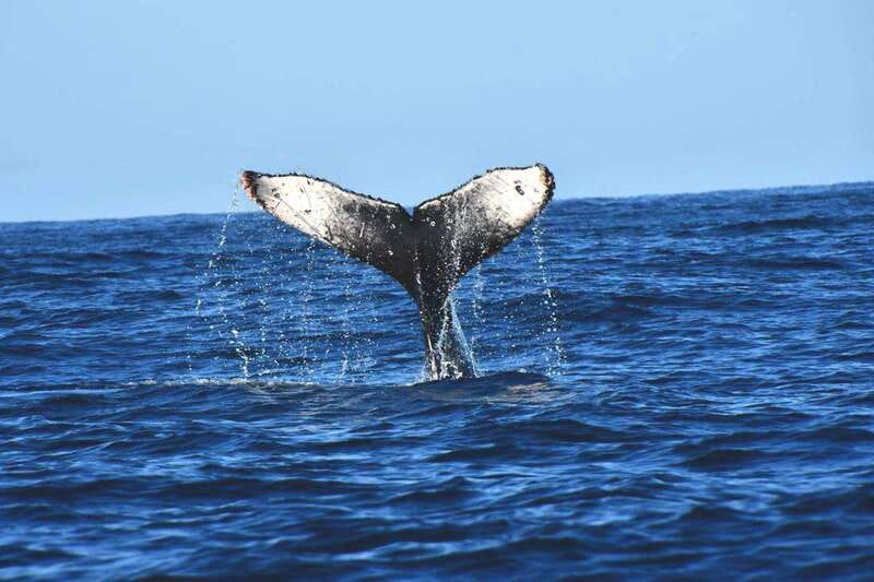 Whale Watch Cabo: Zodiac Whale Adventure - FREE Photos - A small Zodiac makes the whale search more personal