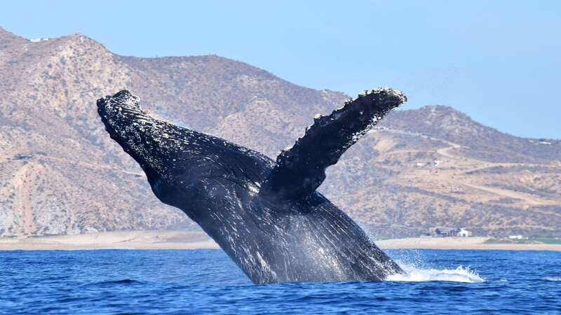 Whale Watch Cabo: Zodiac Whale Adventure - FREE Photos - Dolphins, turtles, rays, and less common sightings