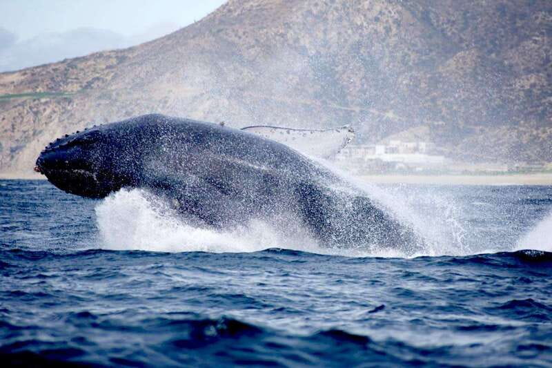 Whale Watch Cabo: Zodiac Whale Adventure - FREE Photos - Listening to humpback song with a hydrophone