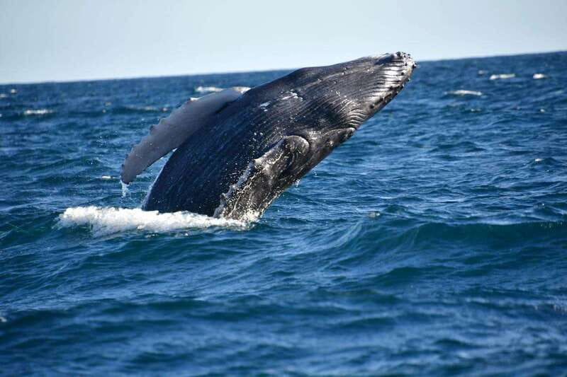 Whale Watch Cabo: Zodiac Whale Adventure - FREE Photos - Free photos are a real part of the value