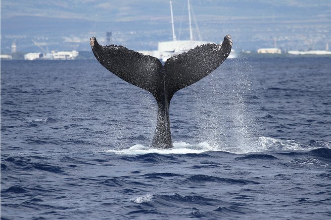 Whale Watch Cruise Aboard The Majestic - What the Majestic whale watch cruise is really like