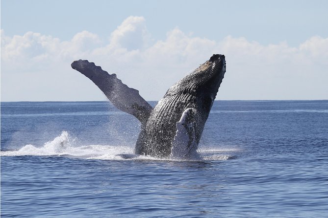 Whale Watch Cruise Aboard The Majestic - Searching Maunalua Bay for humpbacks