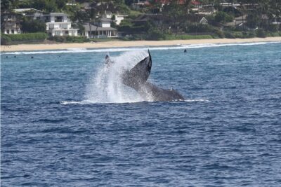 Whale Watch Cruise Aboard The Majestic