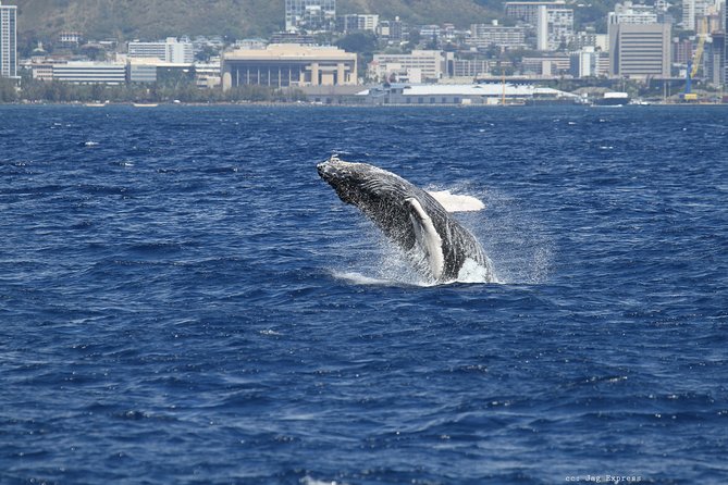 Whale Watch Cruise Aboard The Majestic - Choosing between the indoor cabin and open decks