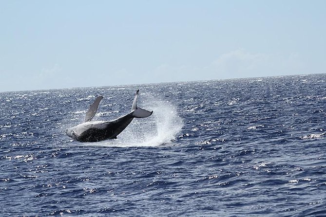 Whale Watch Cruise Aboard The Majestic - How the naturalist improves the outing