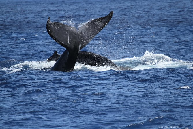 Whale Watch Cruise Aboard The Majestic - What the cruise costs and what you receive