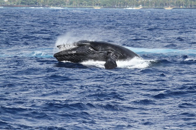 Whale Watch Cruise Aboard The Majestic - Who will enjoy this Oahu whale watch