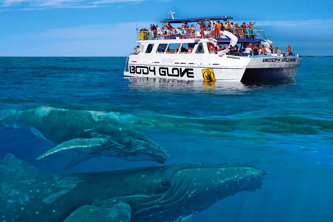 Whale Watch Excursion from the Big Island - Kona’s winter whale show begins offshore