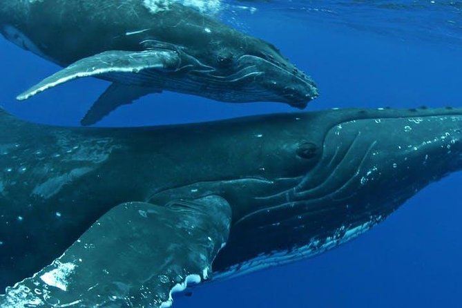 Whale Watch Excursion from the Big Island - Hearing whales with the hydrophone