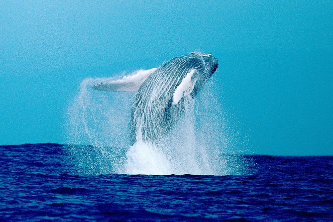 Whale Watch Excursion from the Big Island - How the price compares with the experience