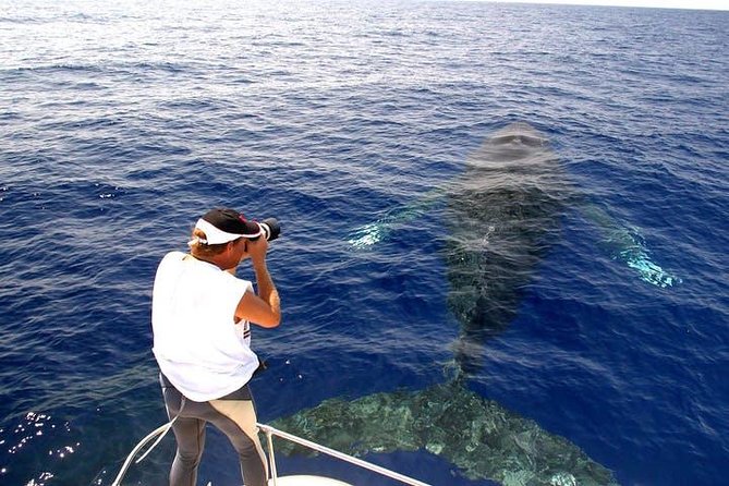 Whale Watch Excursion from the Big Island - A practical plan for your afternoon