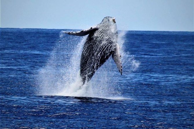 Whale Watch Excursion from the Big Island - Meeting the boat at Kailua Pier
