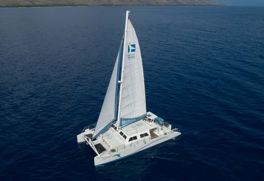 Whale Watch Sail Ma'alaea - Key points to know before you book