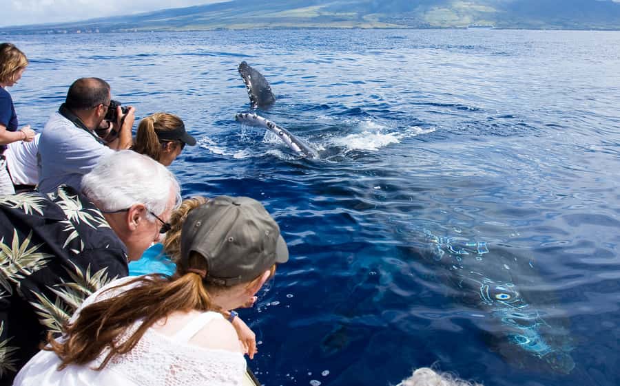 Whale Watch Sail Ma'alaea - Why Maui’s humpback season makes this cruise special