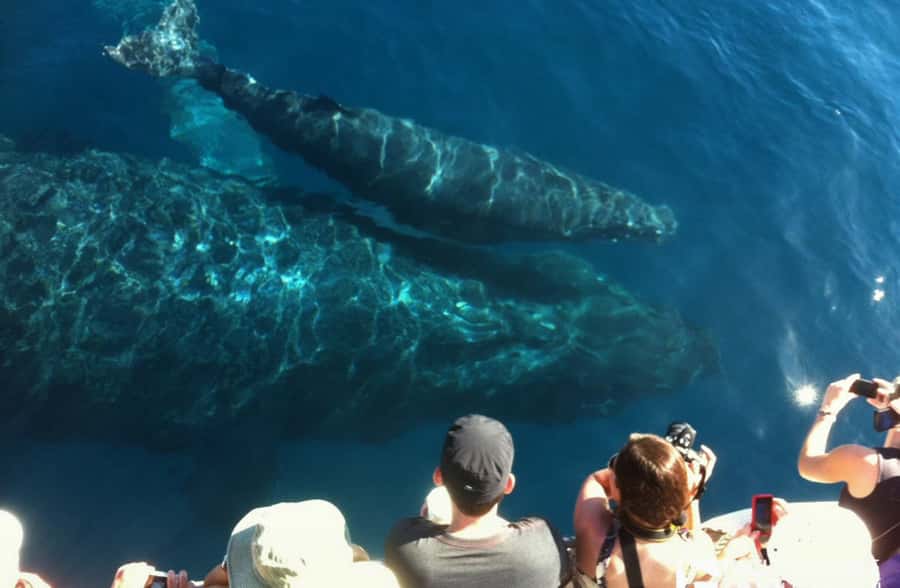 Whale Watch Sail Ma'alaea - What you may see from the rail