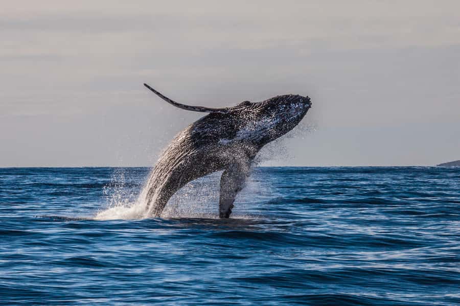 Whale Watch Sail Ma'alaea - The crew and the learning experience