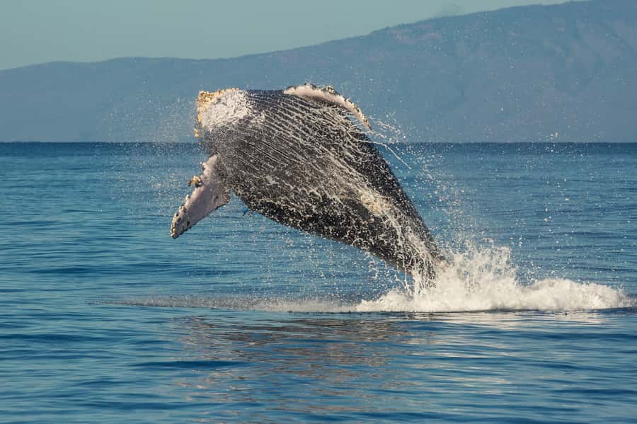 Whale Watch Sail Ma'alaea - How the whale guarantee affects your decision
