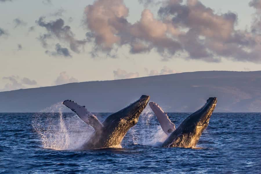 Whale Watch Sail Ma'alaea - Meeting at Maui Harbor Shops