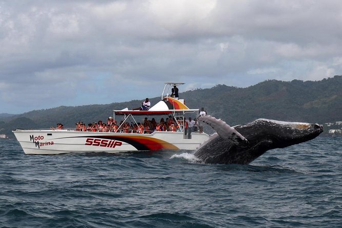 Whale watch tour from Santo Domingo with Bacardi Island and lunch included - Key points to know before booking