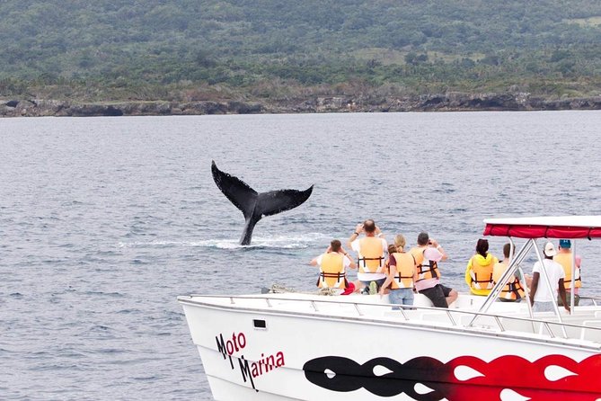 Whale watch tour from Santo Domingo with Bacardi Island and lunch included - Why this whale tour is worth considering