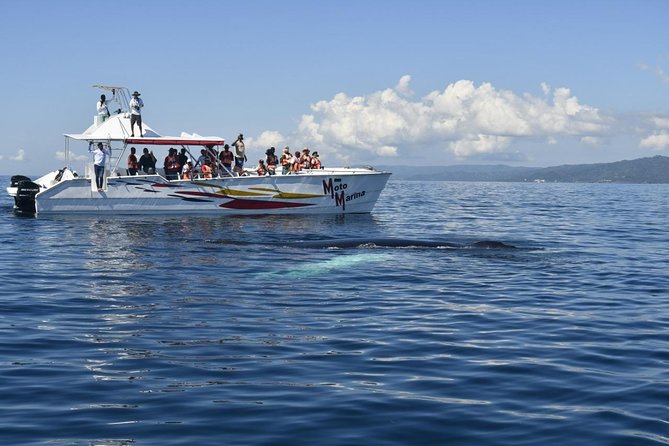 Whale watch tour from Santo Domingo with Bacardi Island and lunch included - Getting your bearings in Santa Bárbara de Samaná