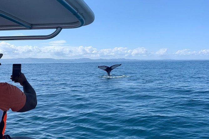 Whale watch tour from Santo Domingo with Bacardi Island and lunch included - Two hours on Samaná Bay looking for humpbacks