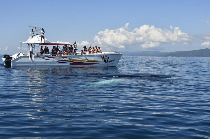 Whale watch tour from Santo Domingo with Bacardi Island and lunch included - Three hours on Cayo Levantado, or Bacardi Island