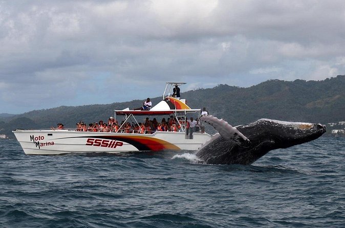 Whale watch tour from Santo Domingo with Bacardi Island and lunch included - What the $229.95 price really covers