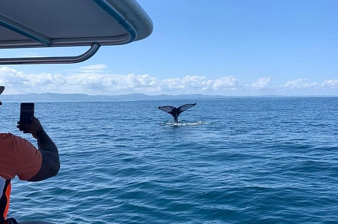 Whale watch tour from Santo Domingo with Bacardi Island and lunch included - Who will enjoy this experience most
