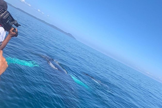 Whale watch tour from Santo Domingo with Bacardi Island and lunch included - Leaving Santo Domingo at 5:30 a.m.