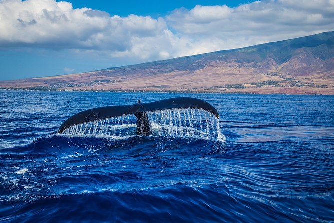 Whale watching - Key things to know before you book