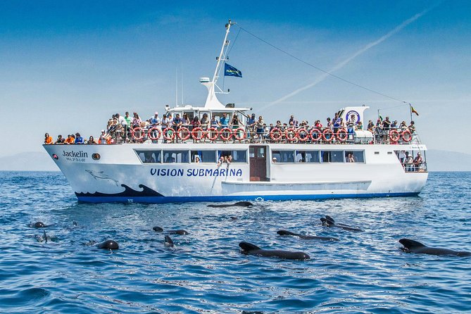 Whale watching - Why Punta de Mita is a good place to watch whales