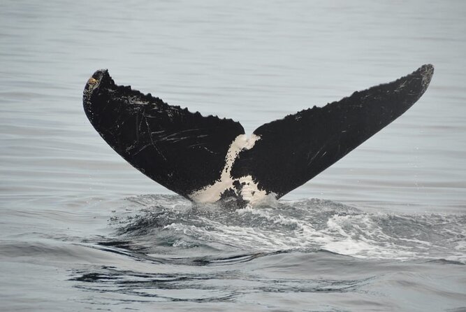 Whale watching 3 hours in Puerto Vallarta - Key points before you book