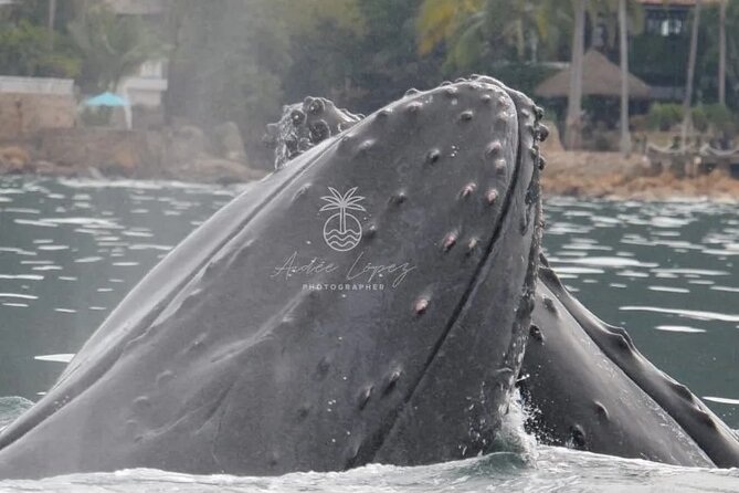 Whale watching 3 hours in Puerto Vallarta - The small boat makes a real difference