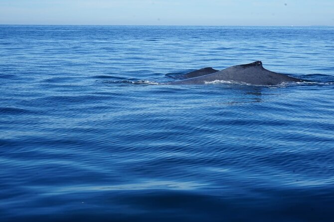 Whale watching 3 hours in Puerto Vallarta - Watching humpback whales in the bay