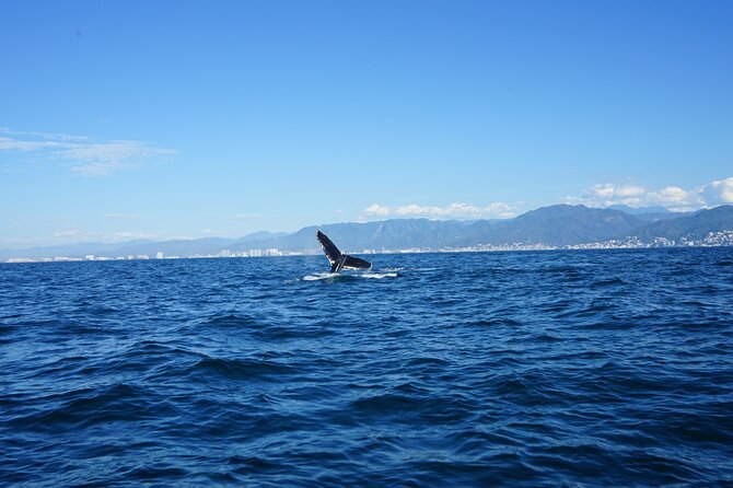 Whale watching 3 hours in Puerto Vallarta - Los Arcos and the unexpected snorkeling option