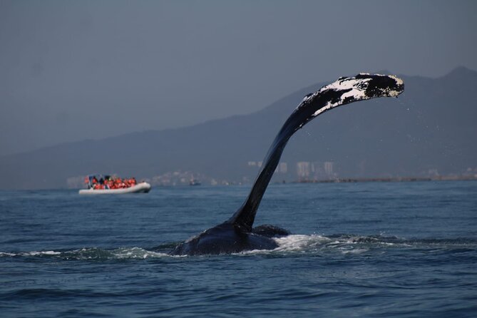 Whale watching 3 hours in Puerto Vallarta - English guidance and communication