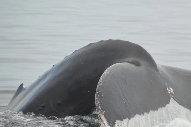 Whale watching 3 hours in Puerto Vallarta - Water, clothing, and what to carry