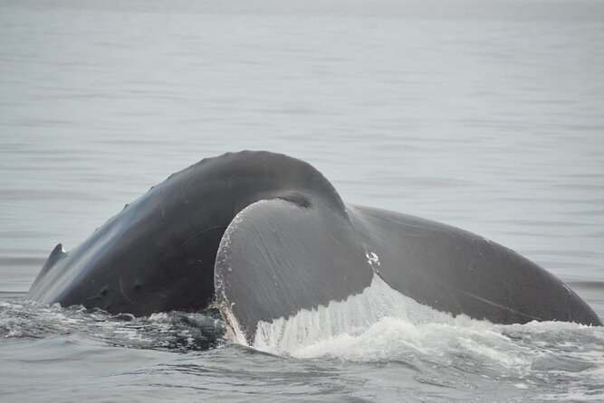 Whale watching 3 hours in Puerto Vallarta - What the three-hour outing is supposed to include