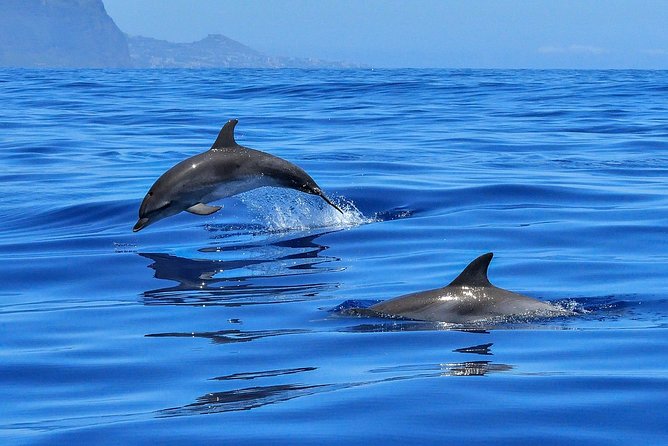 Whale Watching - What you might see from the boat